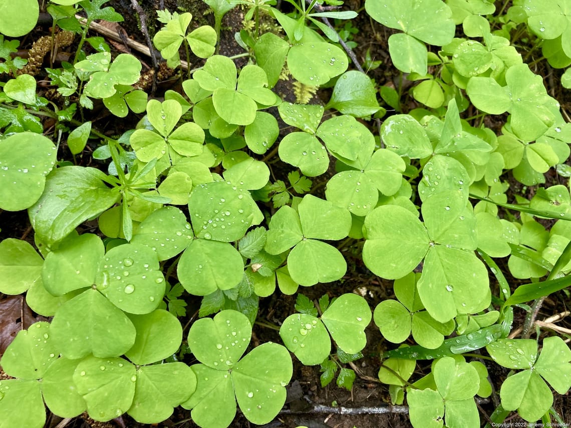 Green geometry in the dirt