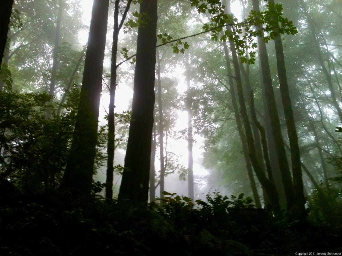 Lost in the Foggy Canopy