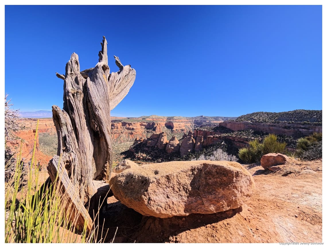 Deadwood and desert light