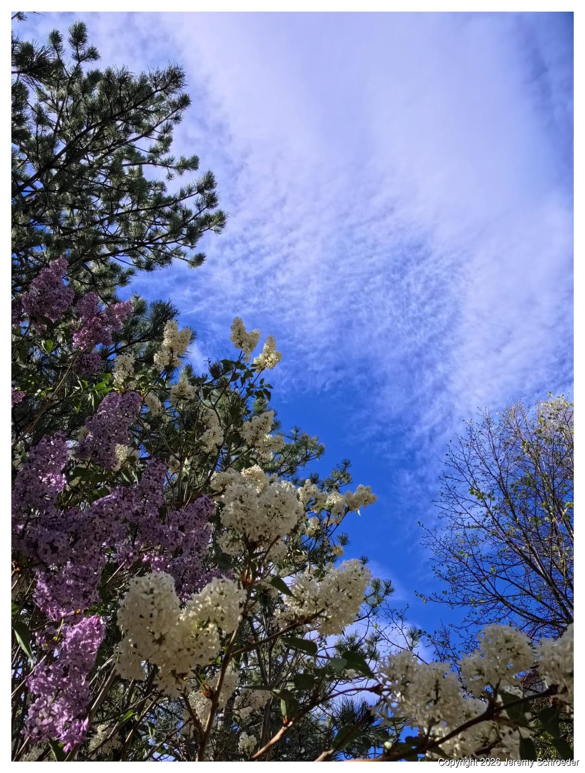 Looking Up Through the Canopy