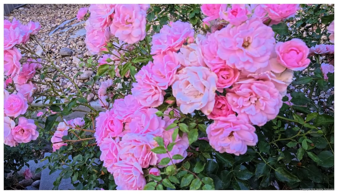 Pink textures in the garden