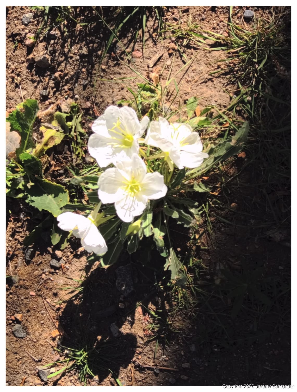 Tiny blooms in the dirt