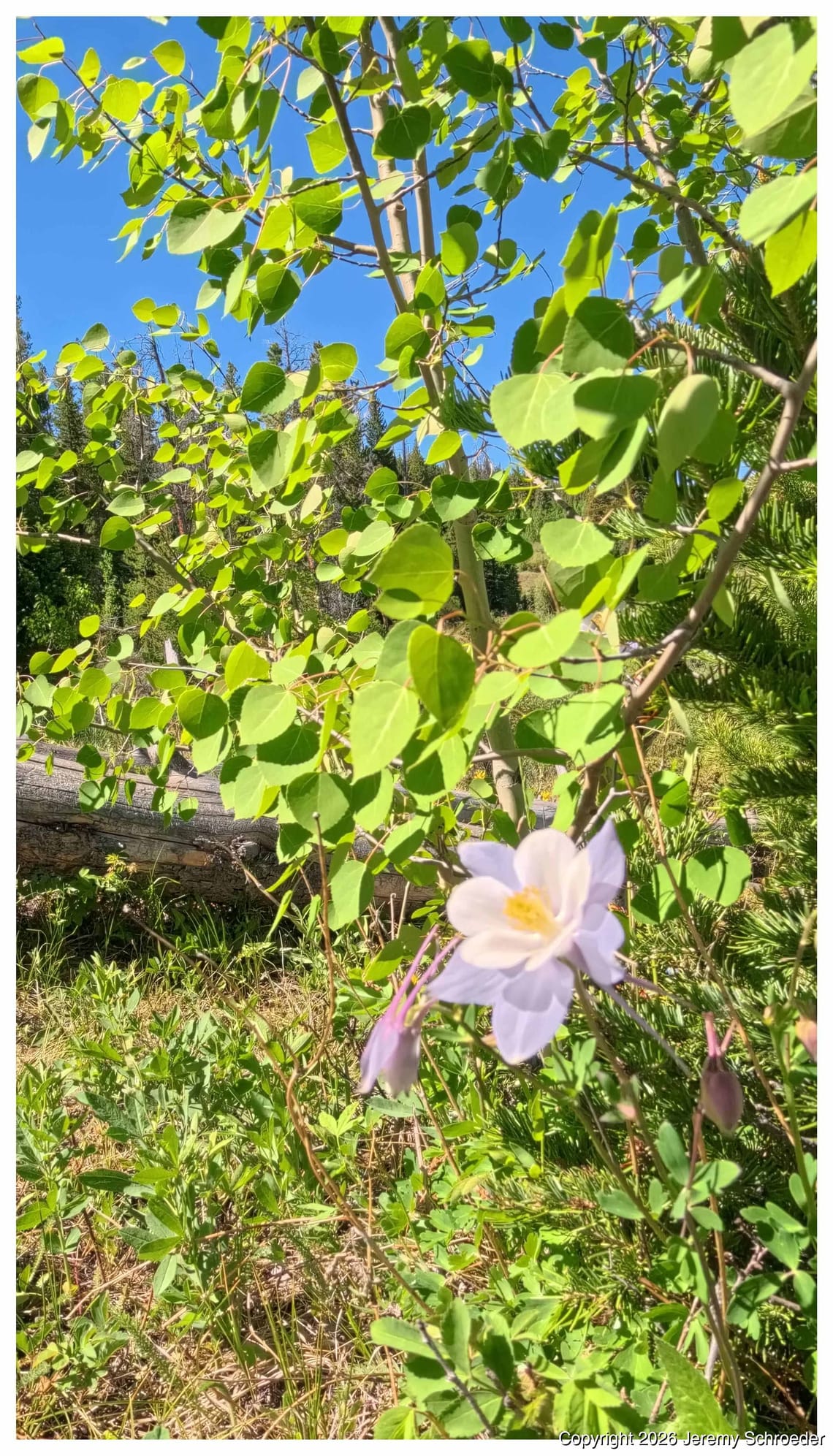 Small bloom, big geometry