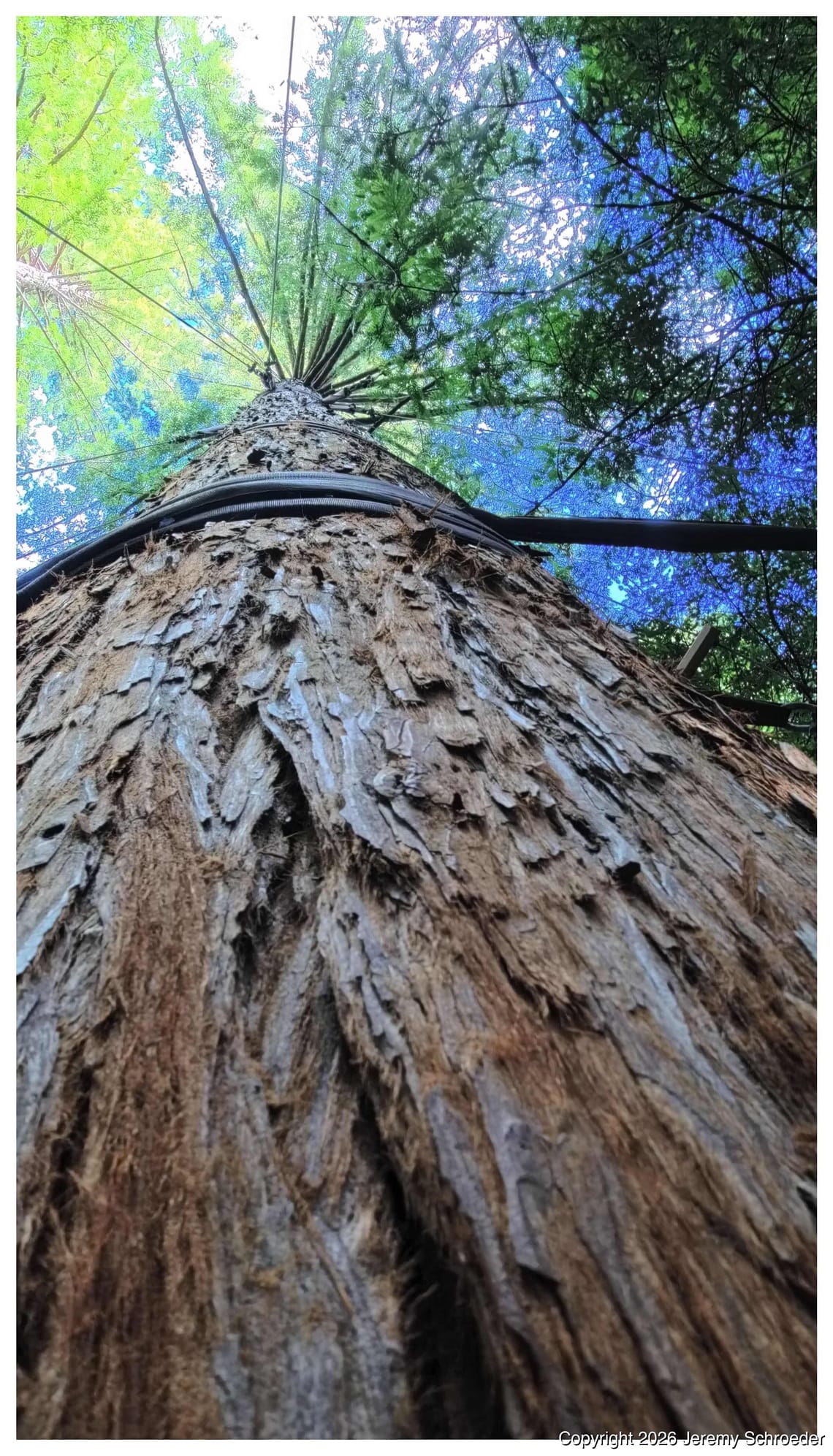 Looking Up Through the Pine Needle