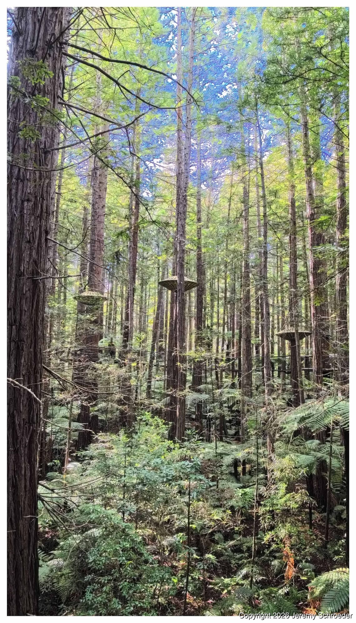 Green Ghosts in the Timber