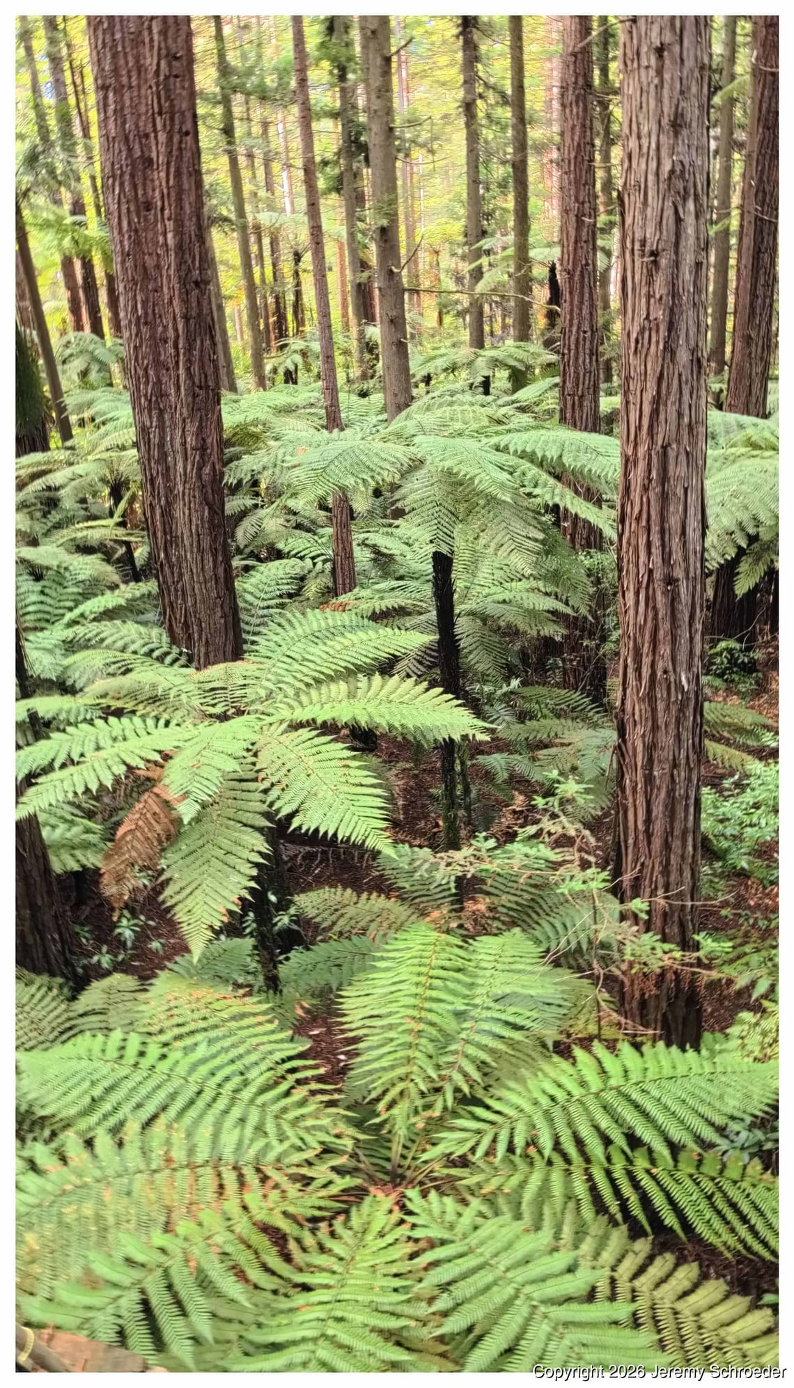 Ferns and Timbered Columns
