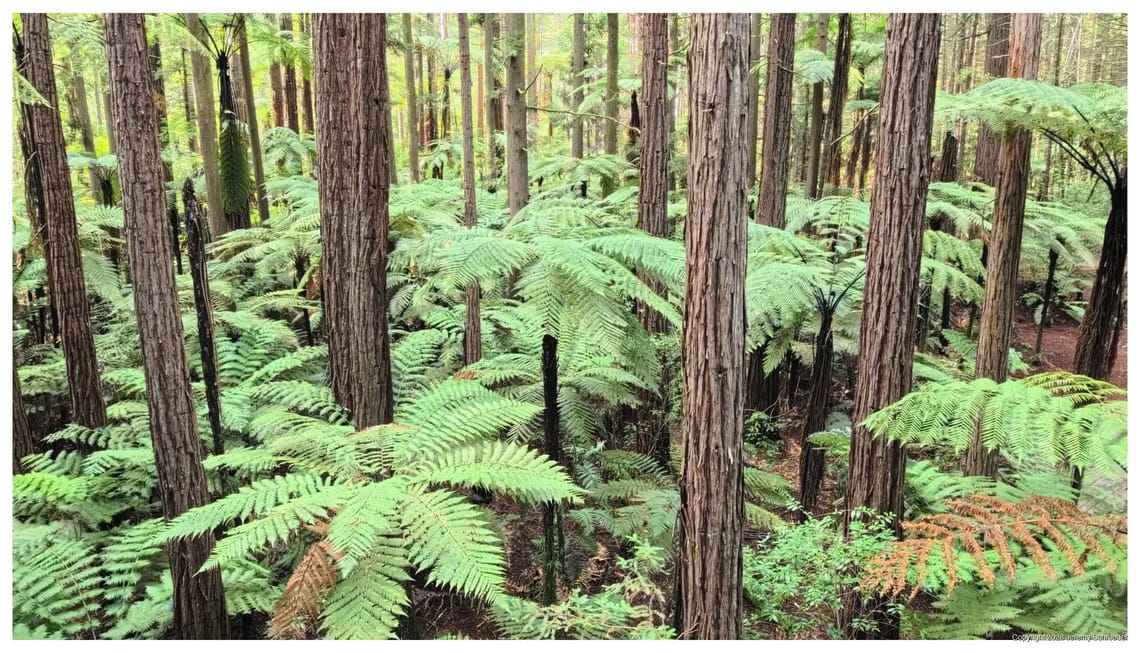 Ferns and Timber in the Undergrowth