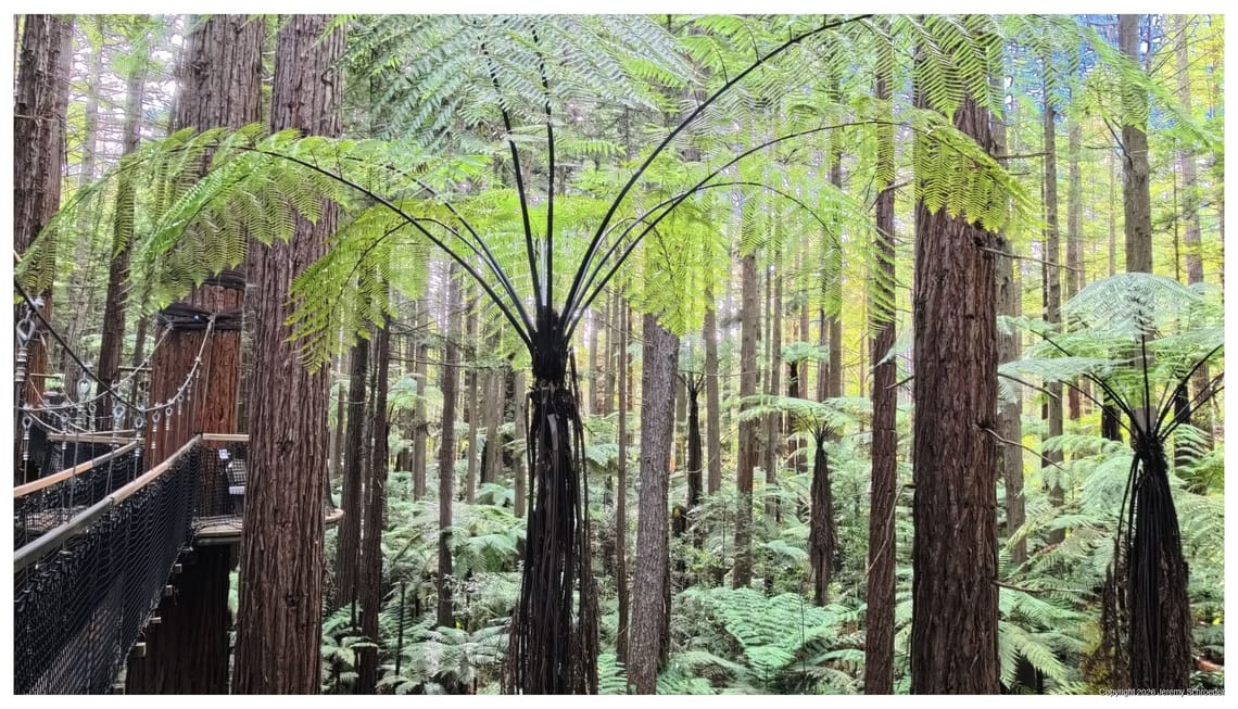 The Tree Fern's Geometric Reach