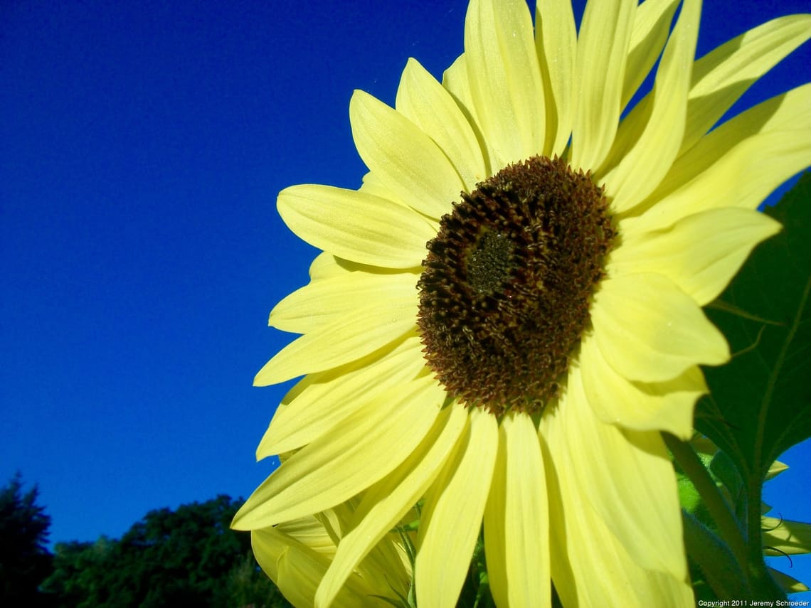 Yellow Petals Against Electric Blue
