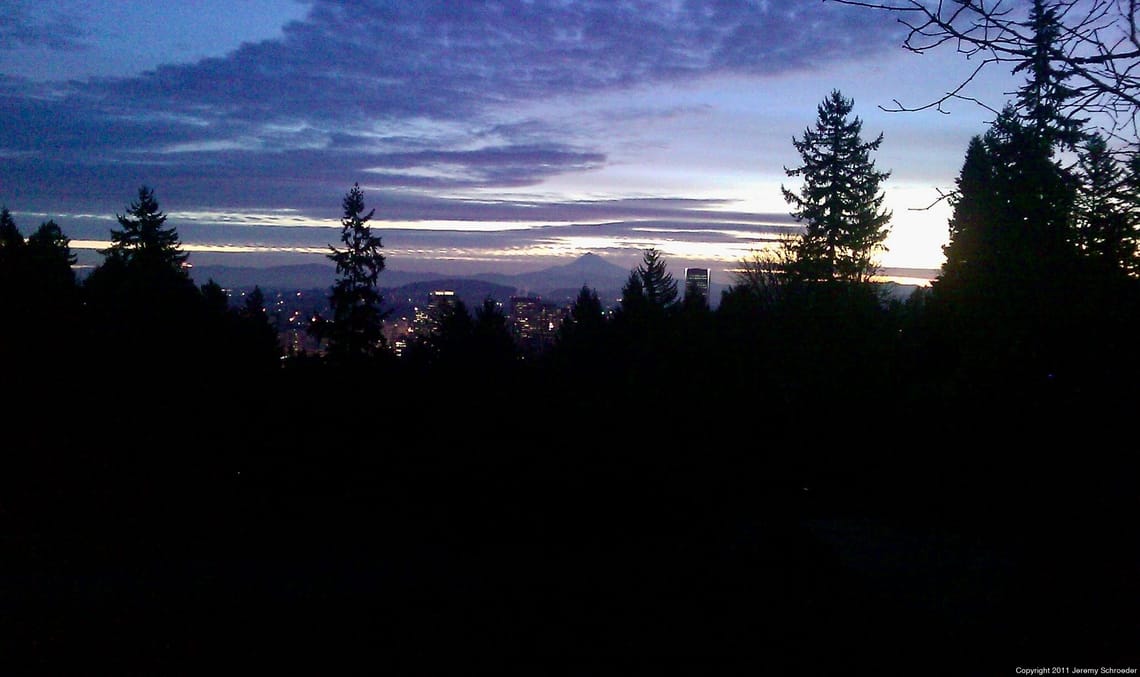 City Lights Peeking Through Pine