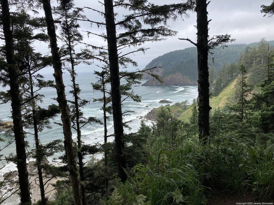 Coastal Pines and Grey Water