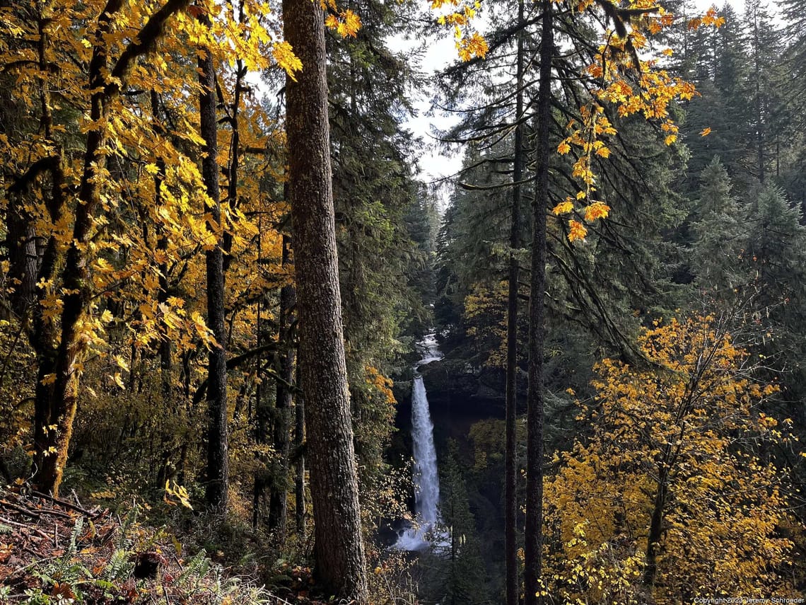 Gold leaves frame the hidden fall