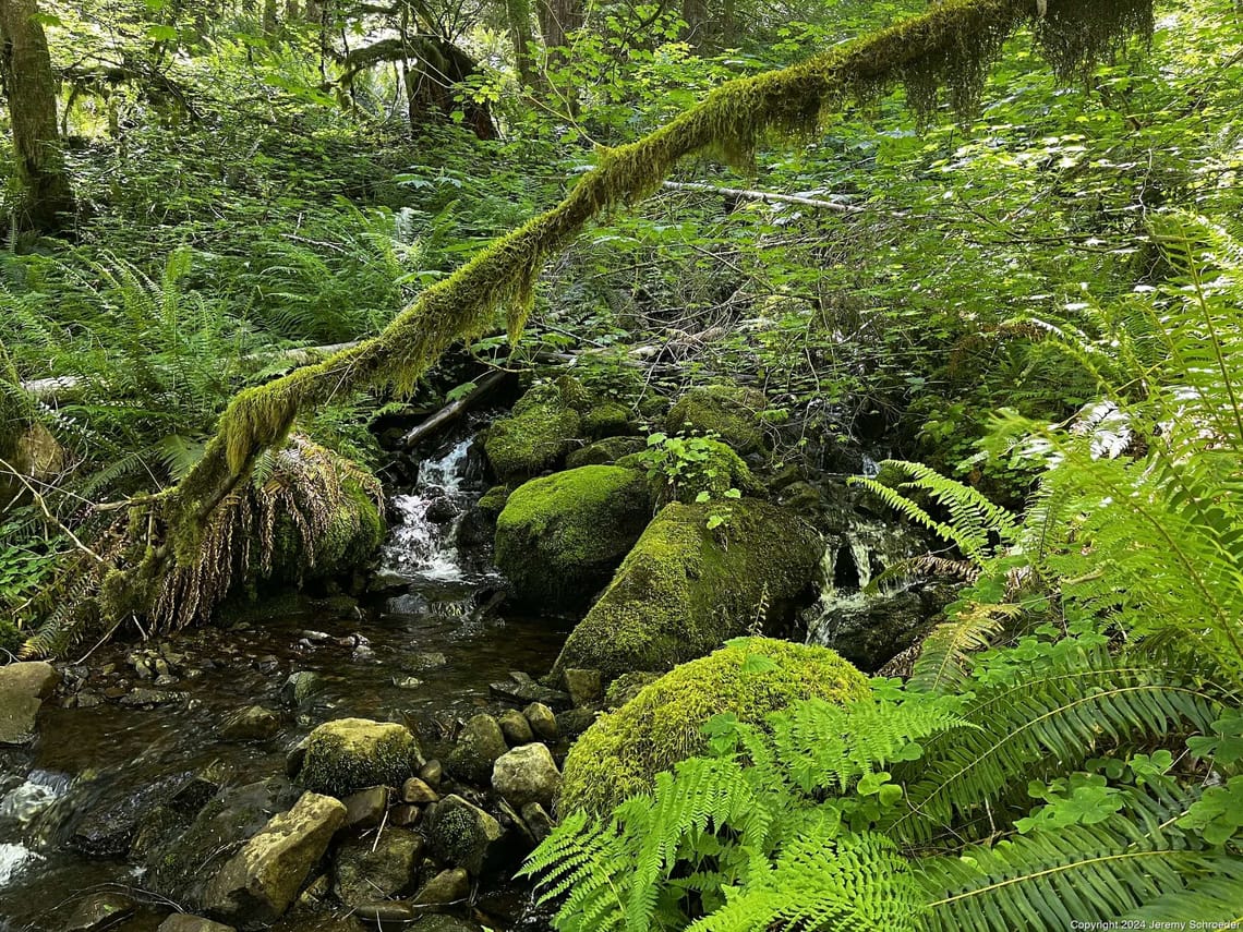 Mossy Stones and Cold Water