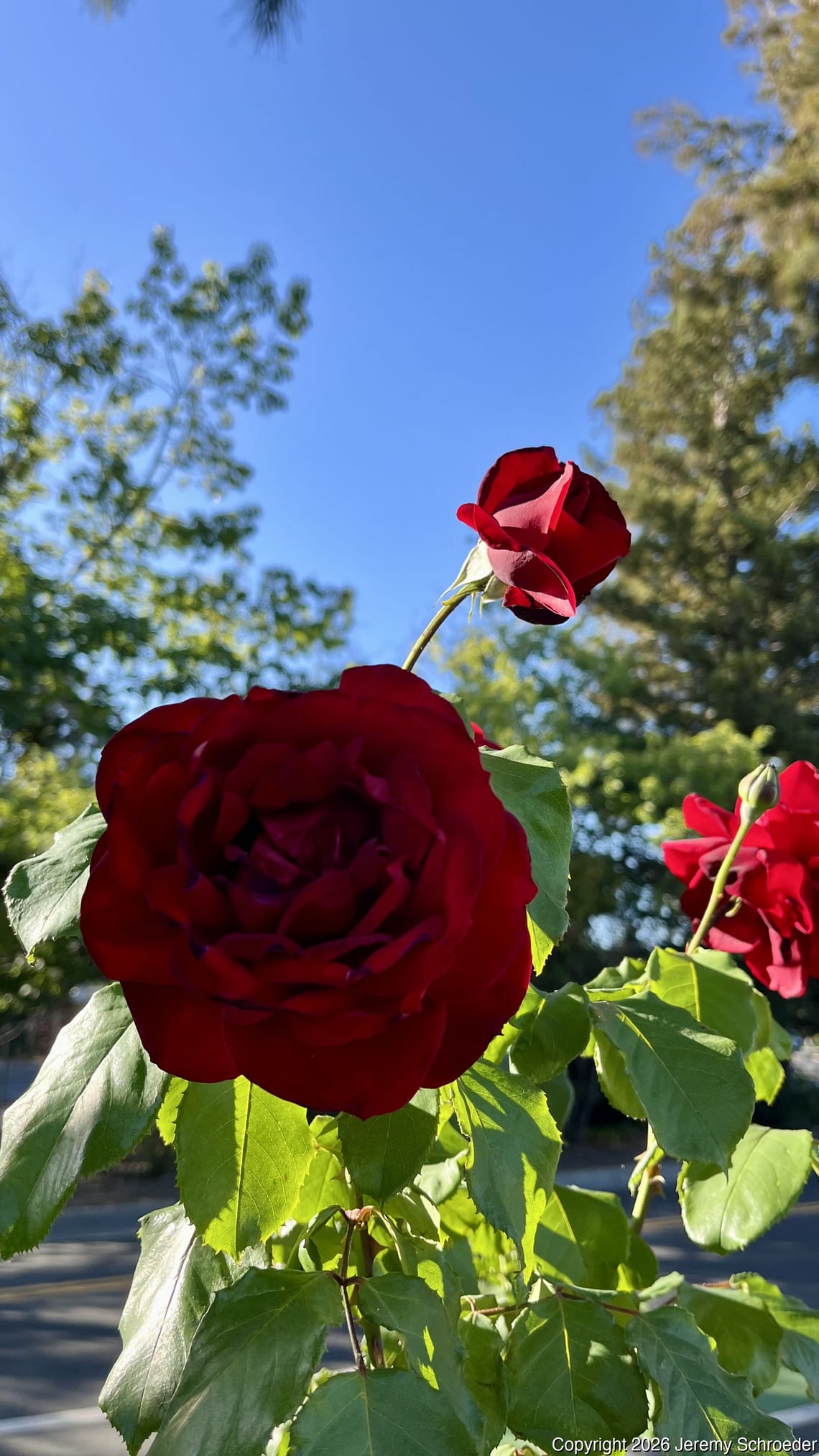 Deep Reds Against California Blue