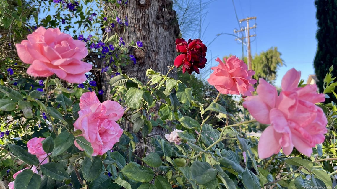 Wild Roses Against Mountain View Power Lines