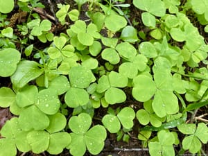 Green geometry in the dirt