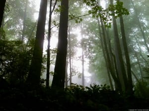 Lost in the Foggy Canopy