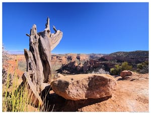 Deadwood and desert light