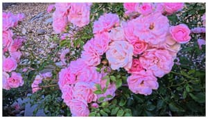 Pink textures in the garden