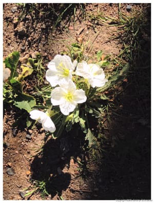 Tiny blooms in the dirt