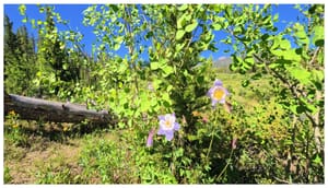 Wildflowers poking through the green