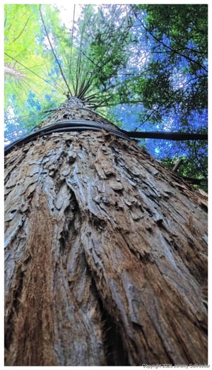 Looking Up Through the Pine Needle