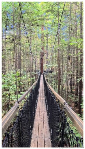Steel cables threading through the pines