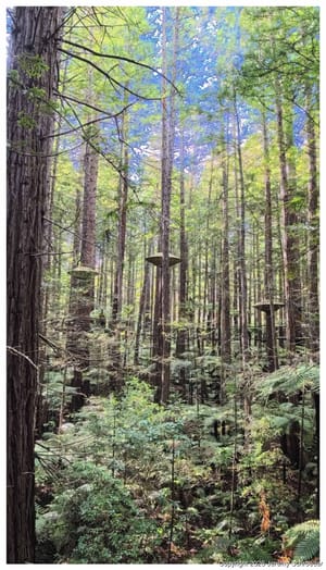 Green Ghosts in the Timber