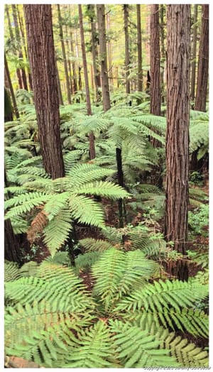 Ferns and Timbered Columns