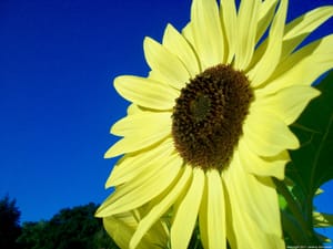 Yellow Petals Against Electric Blue
