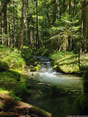 Mossy Rocks and Moving Water