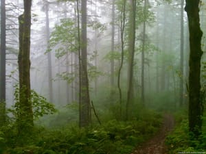 Fog Swallows the Trail
