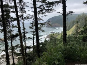 Coastal Pines and Grey Water
