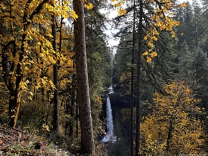 Gold leaves frame the hidden fall