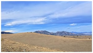 Cattle on the Ridge, Flatirons Behind