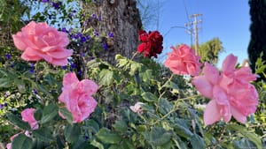 Wild Roses Against Mountain View Power Lines